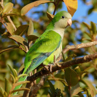 Monk Parakeet